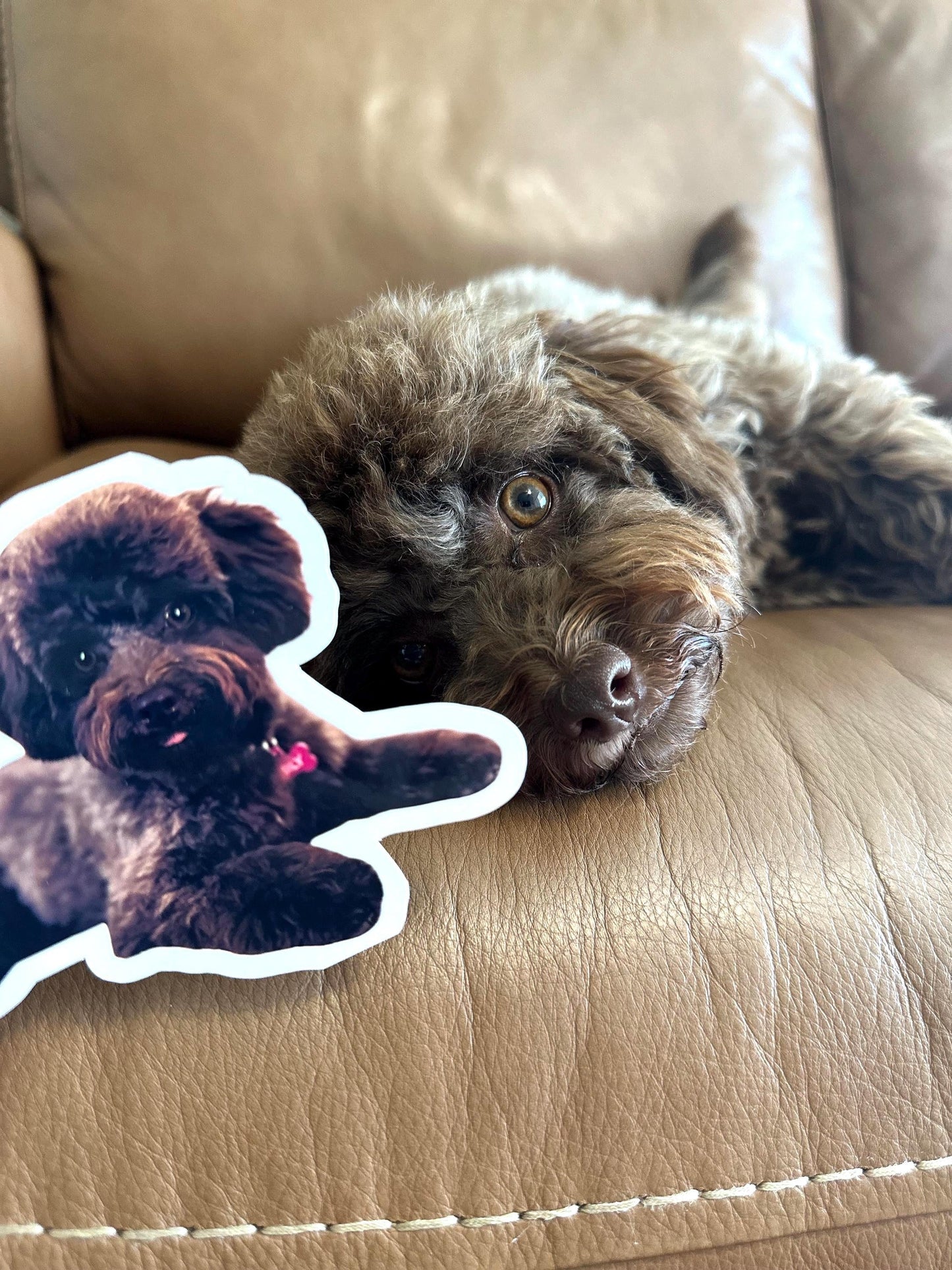 Custom Pet Photo Sticker | Personalized Animal Vinyl Decal for Laptop & Water Bottle